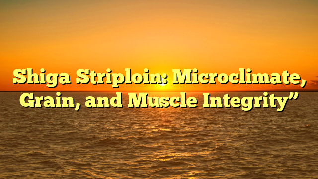 Shiga Striploin: Microclimate, Grain, and Muscle Integrity”